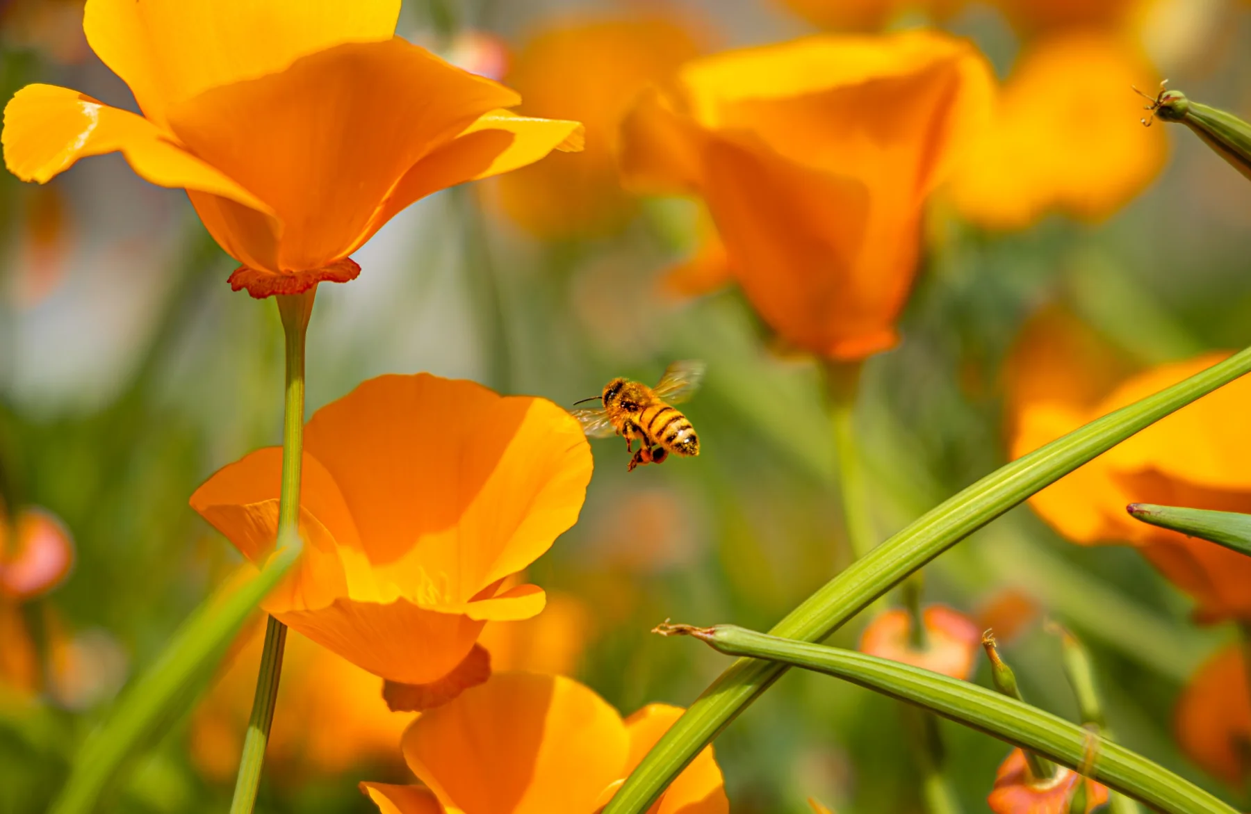 A bee flying among orange California poppies