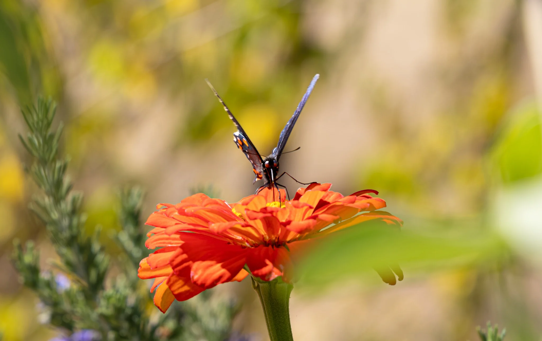 Butterfly visiting colorful flowers in the Port Costa Community Garden