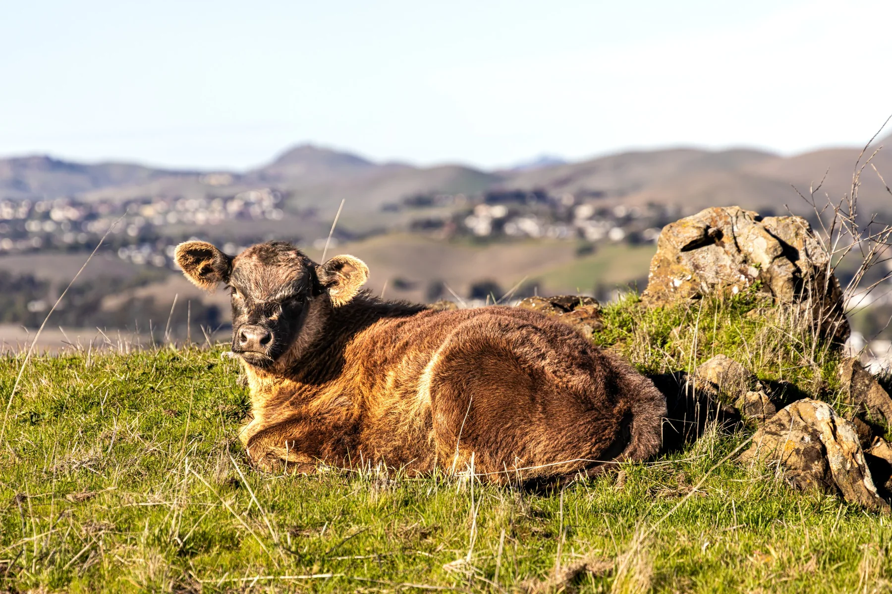 Young calf resting in a green hillside pasture