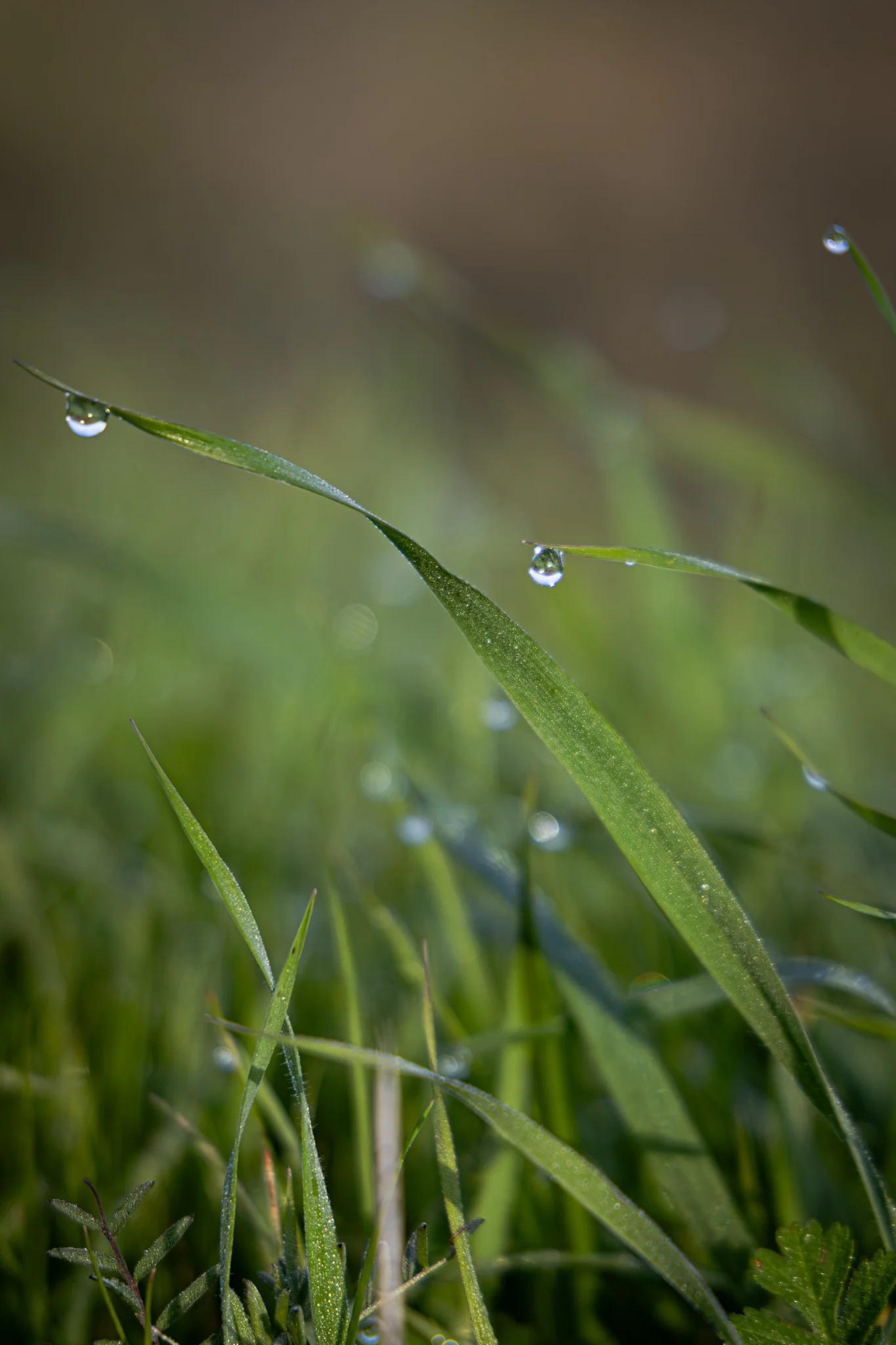 Round dew droplets balanced along narrow green grass blades