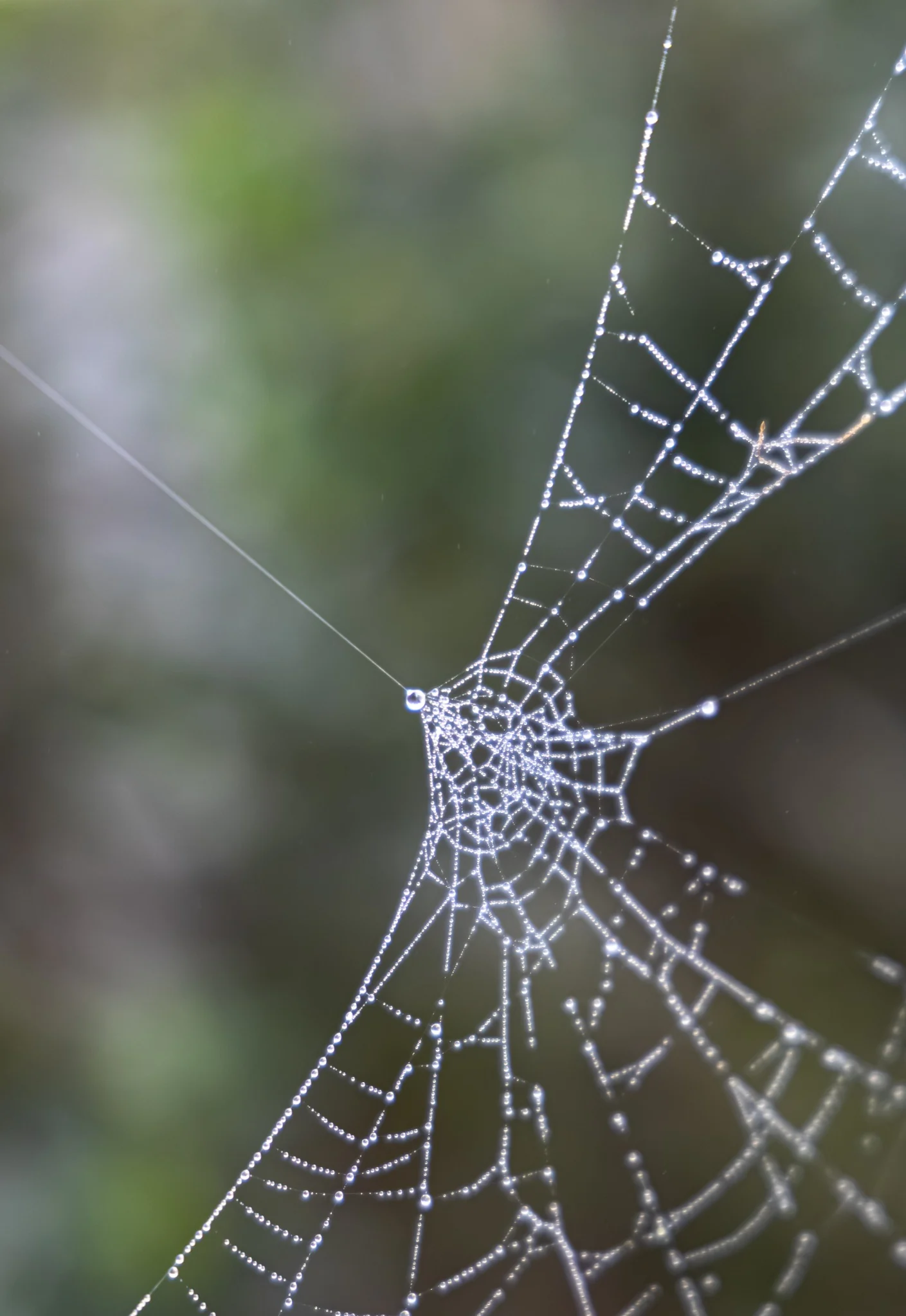 Dew-covered spiderweb glowing in soft foggy morning light