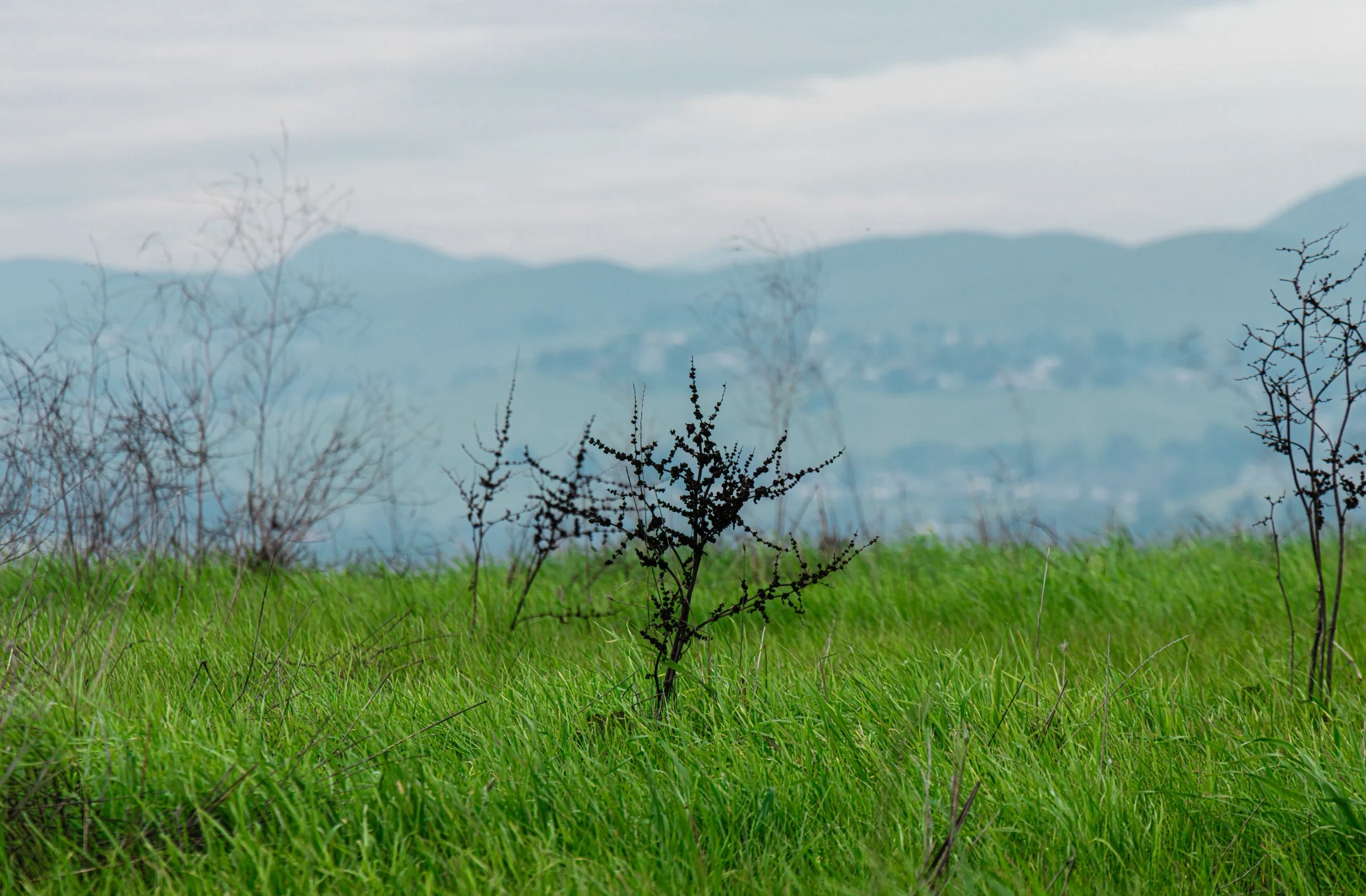 Green field and distant hills softened by fog