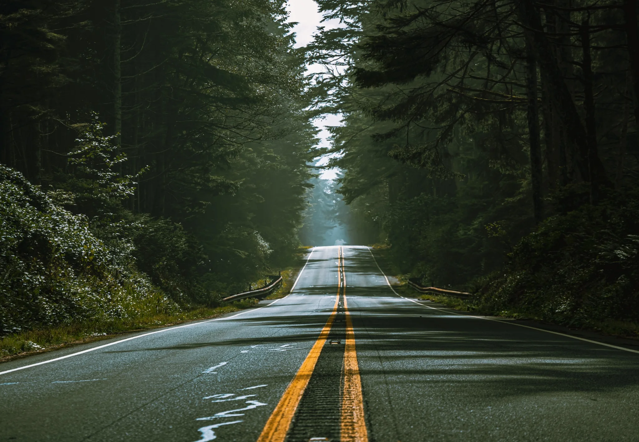 Road through a forest