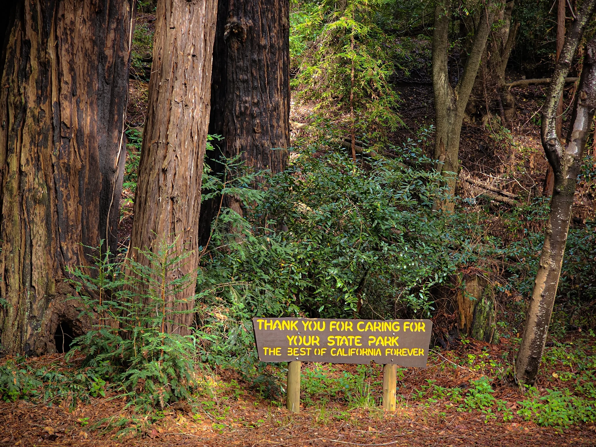 Forest trail sign reading Care for Nature in Big Sur