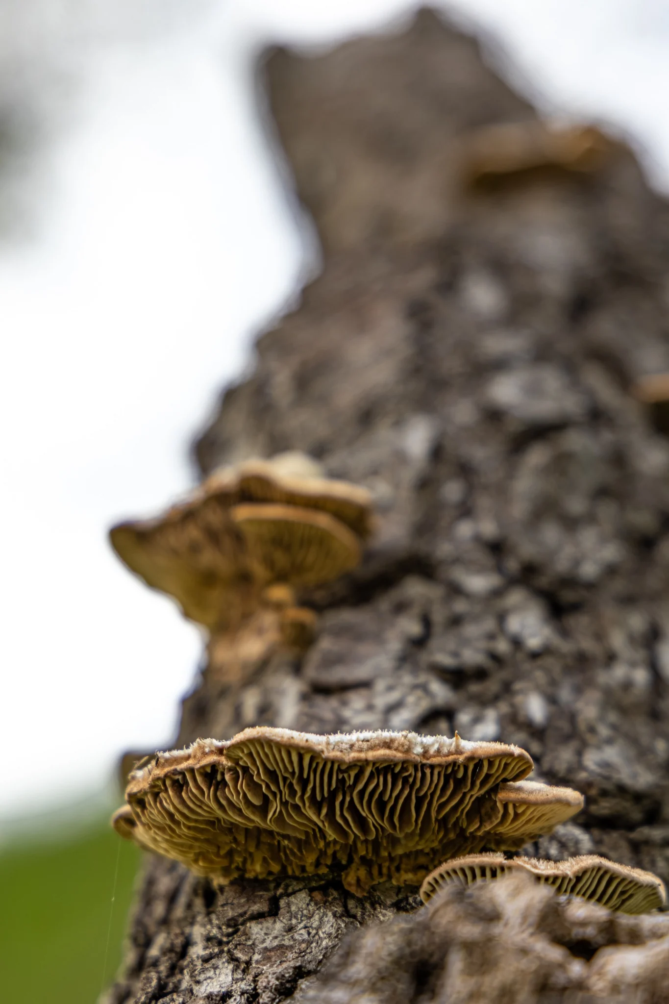 Layered shelf fungi growing from the trunk of an oak tree