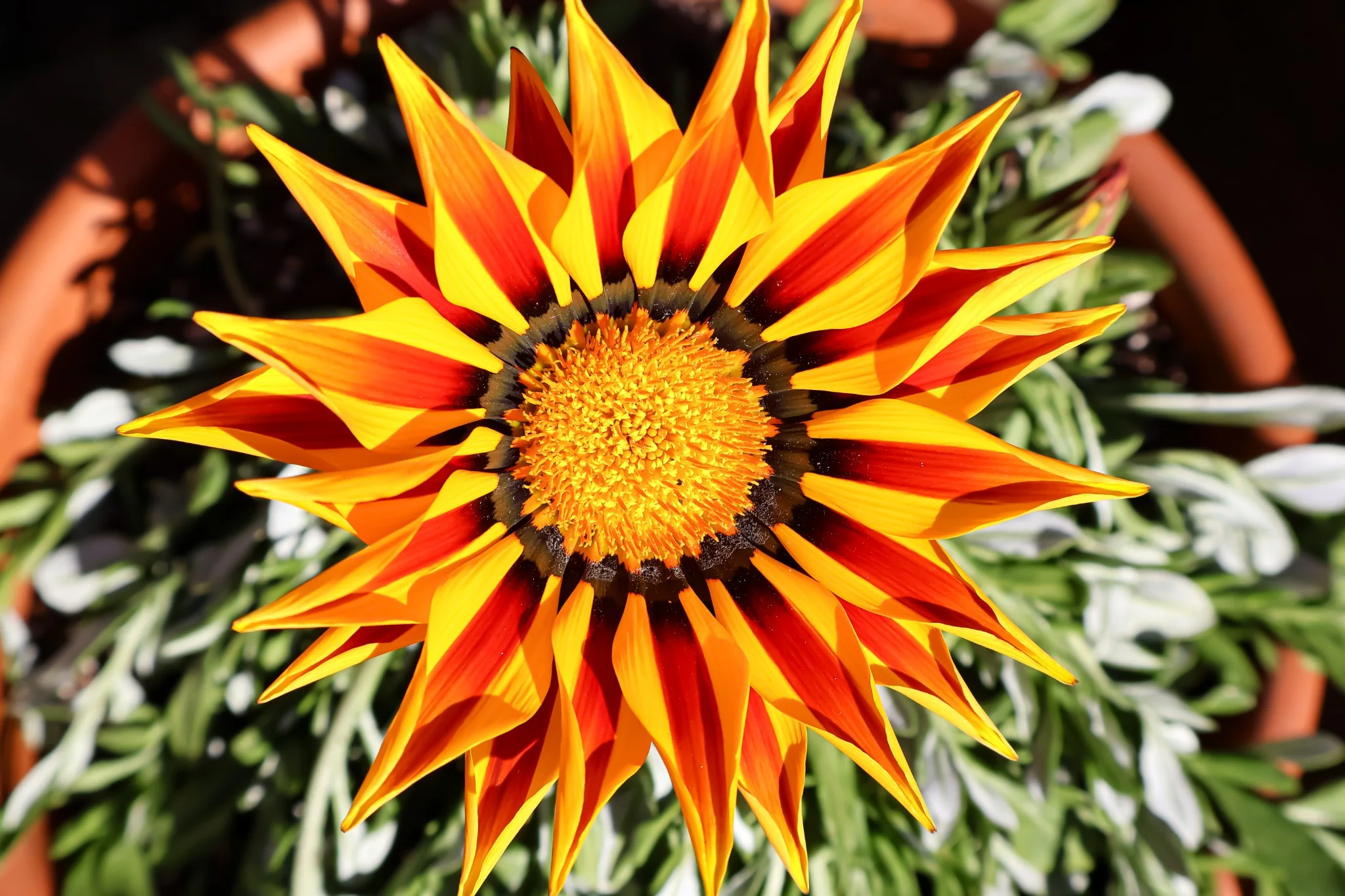 Gazania flower