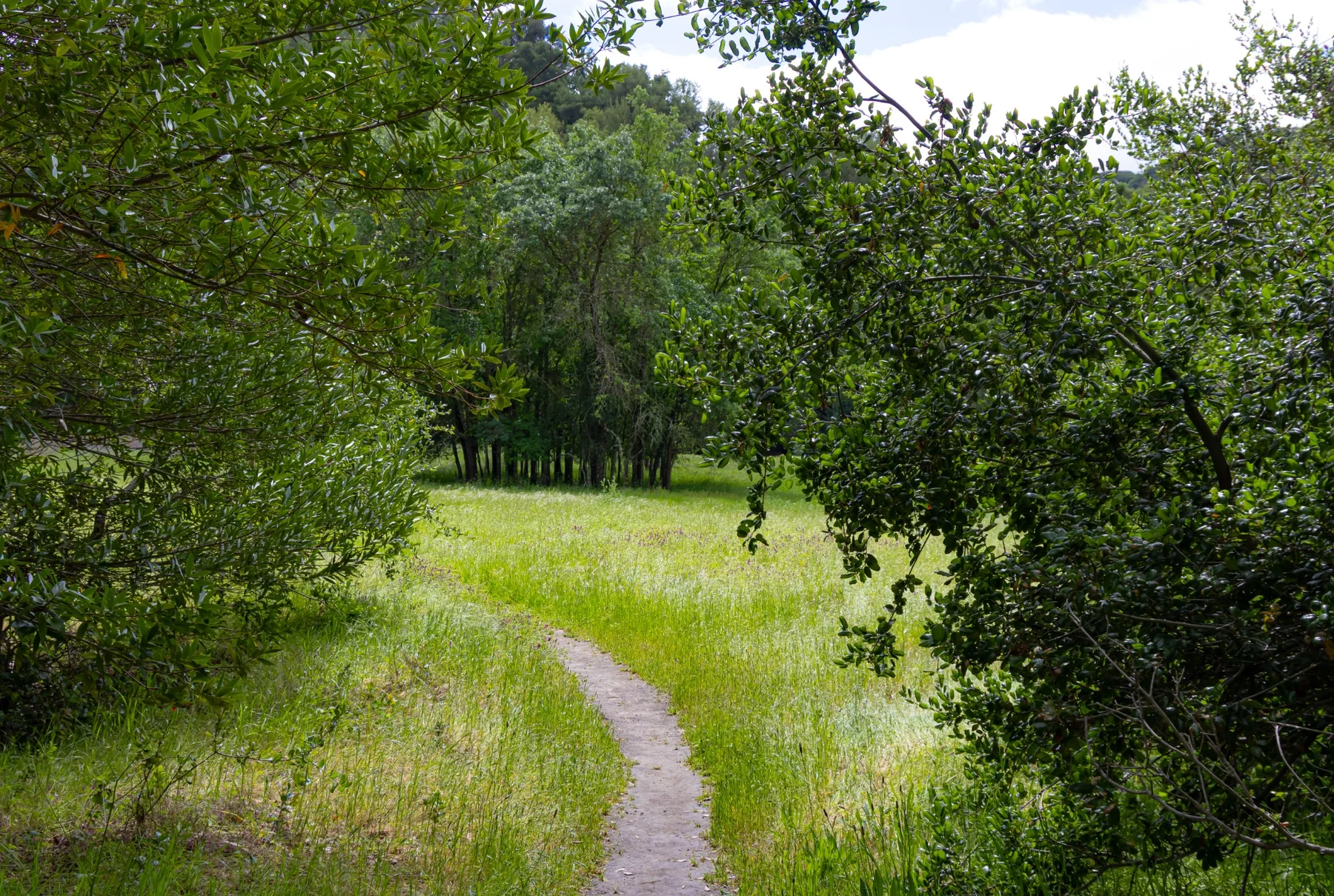 A narrow green trail entering a meadow