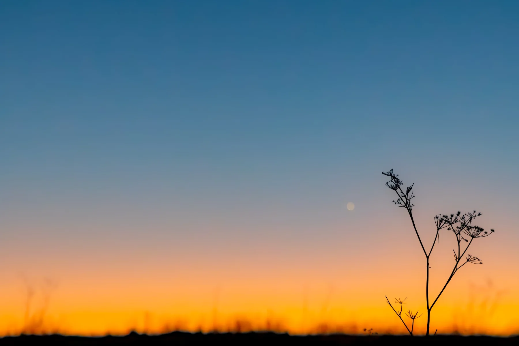 A silhouetted wildflower beneath an orange and blue evening sky