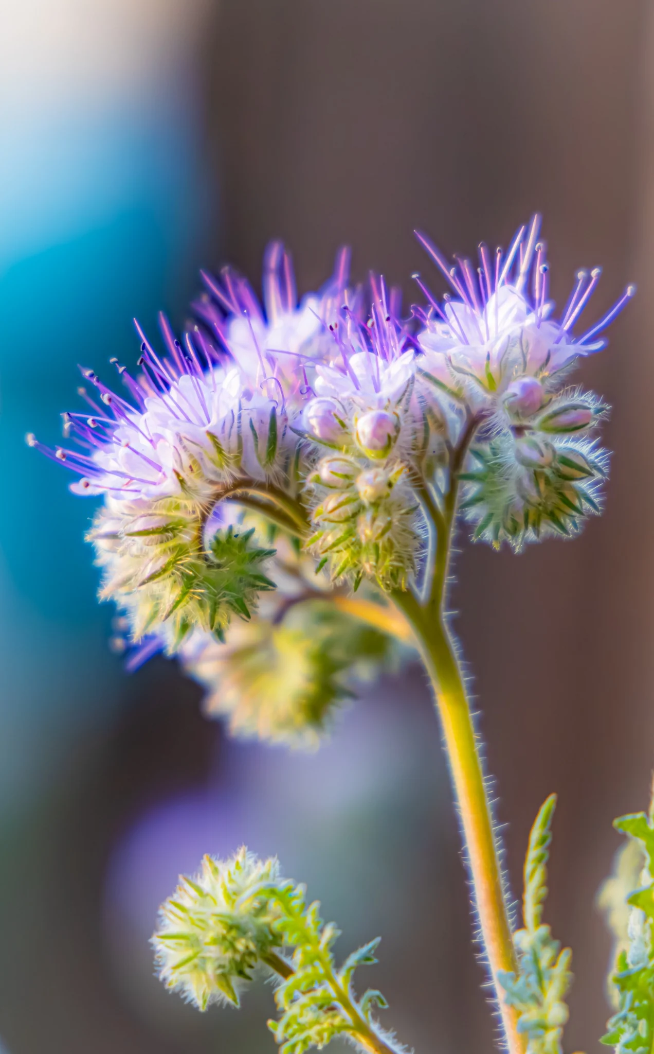 Delicate pale purple flower glowing in soft light
