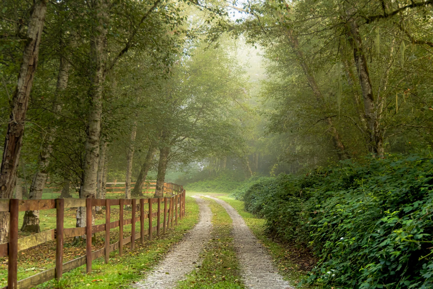 A quiet path entering a misty green woodland