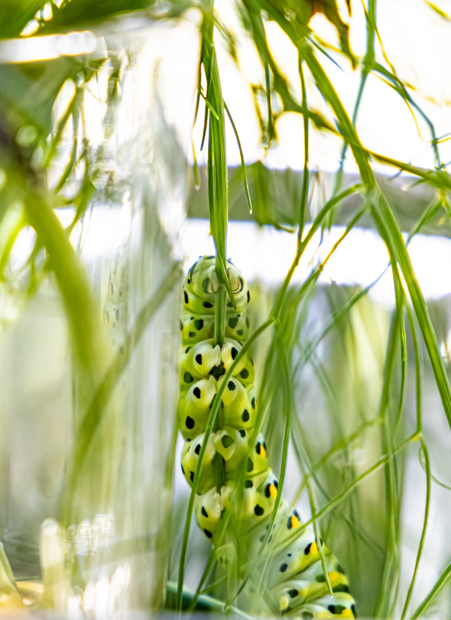 An Anise Swallowtail caterpillar resting on fresh dill