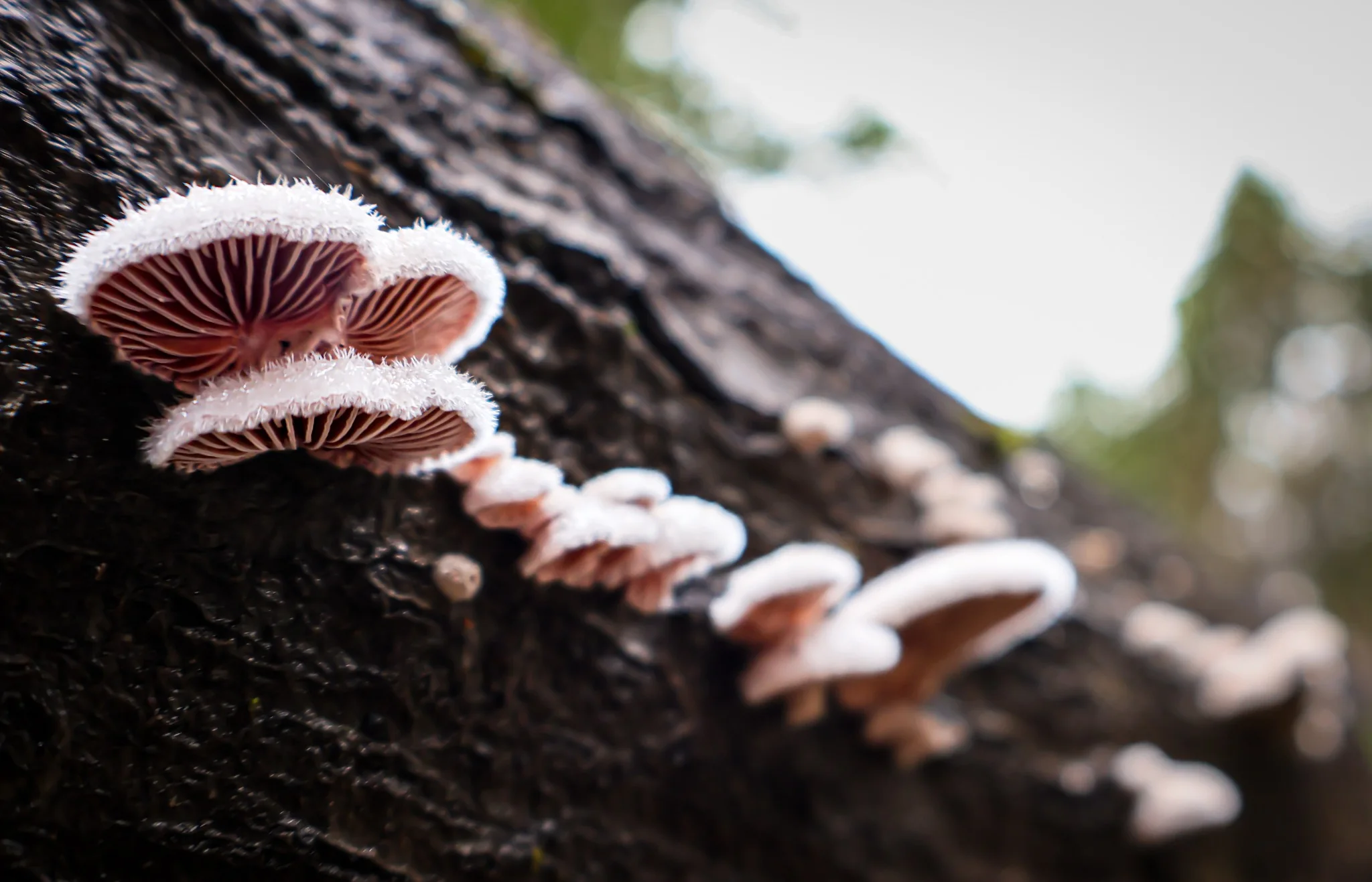 Small mushrooms on tree bark