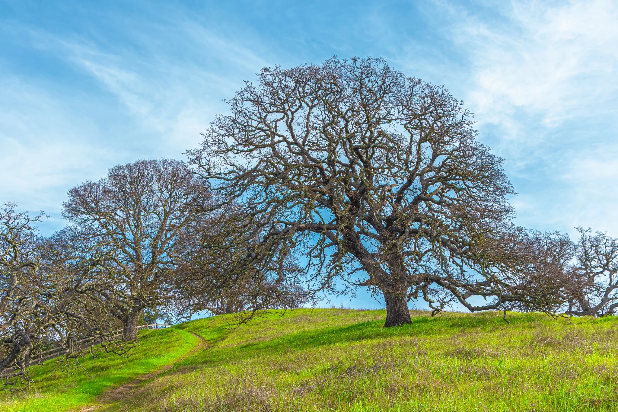 Mature California oak standing beside weathered fencing on green foothills