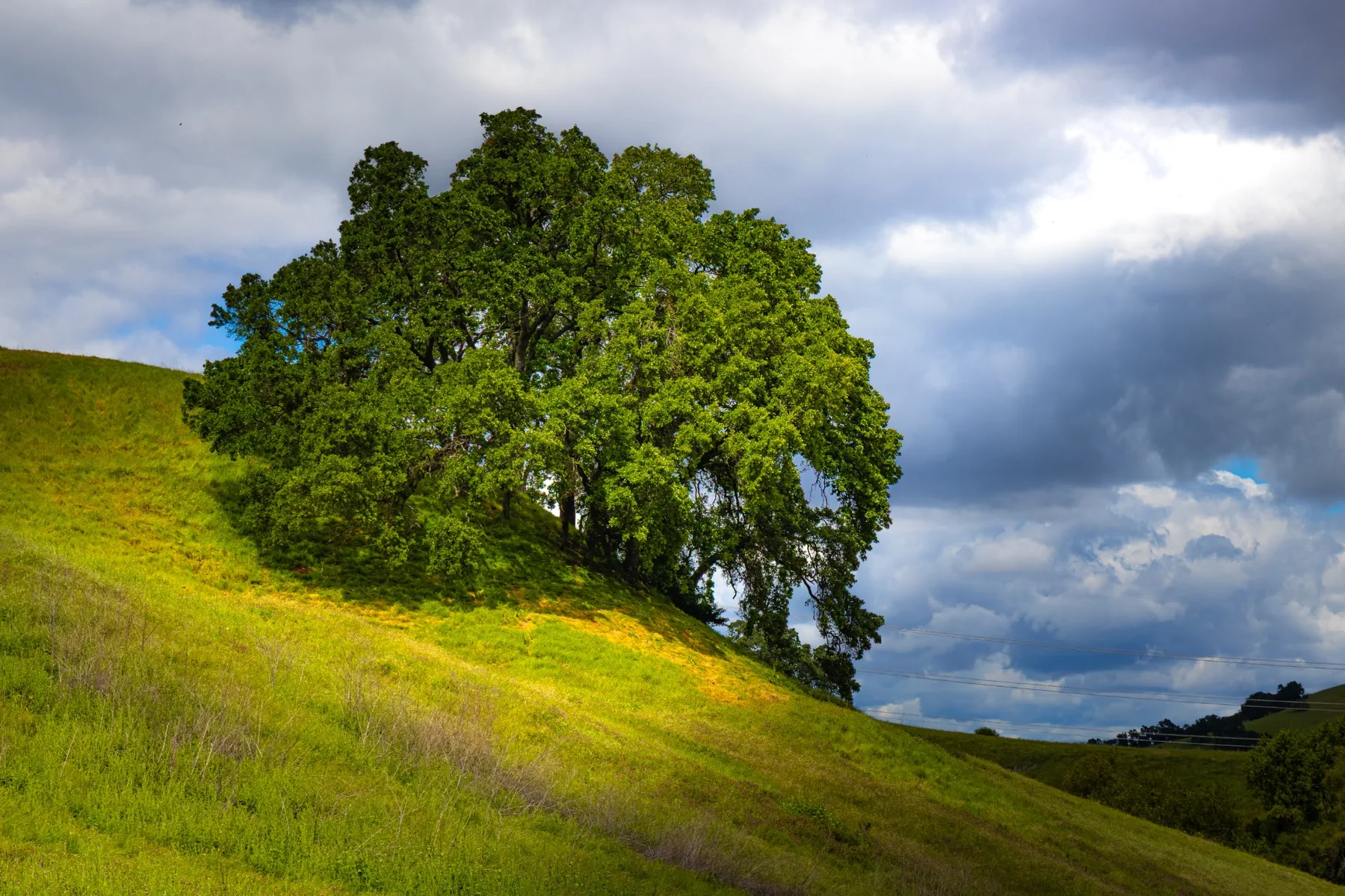 A large green oak tree on a California hillside