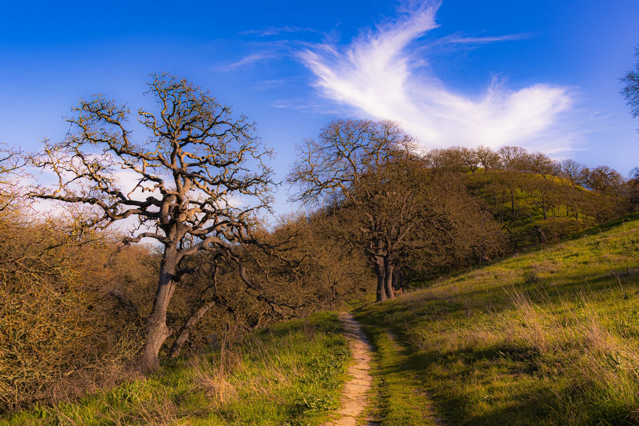 A trail passing beneath mature California oak trees in Walnut Creek Open Space