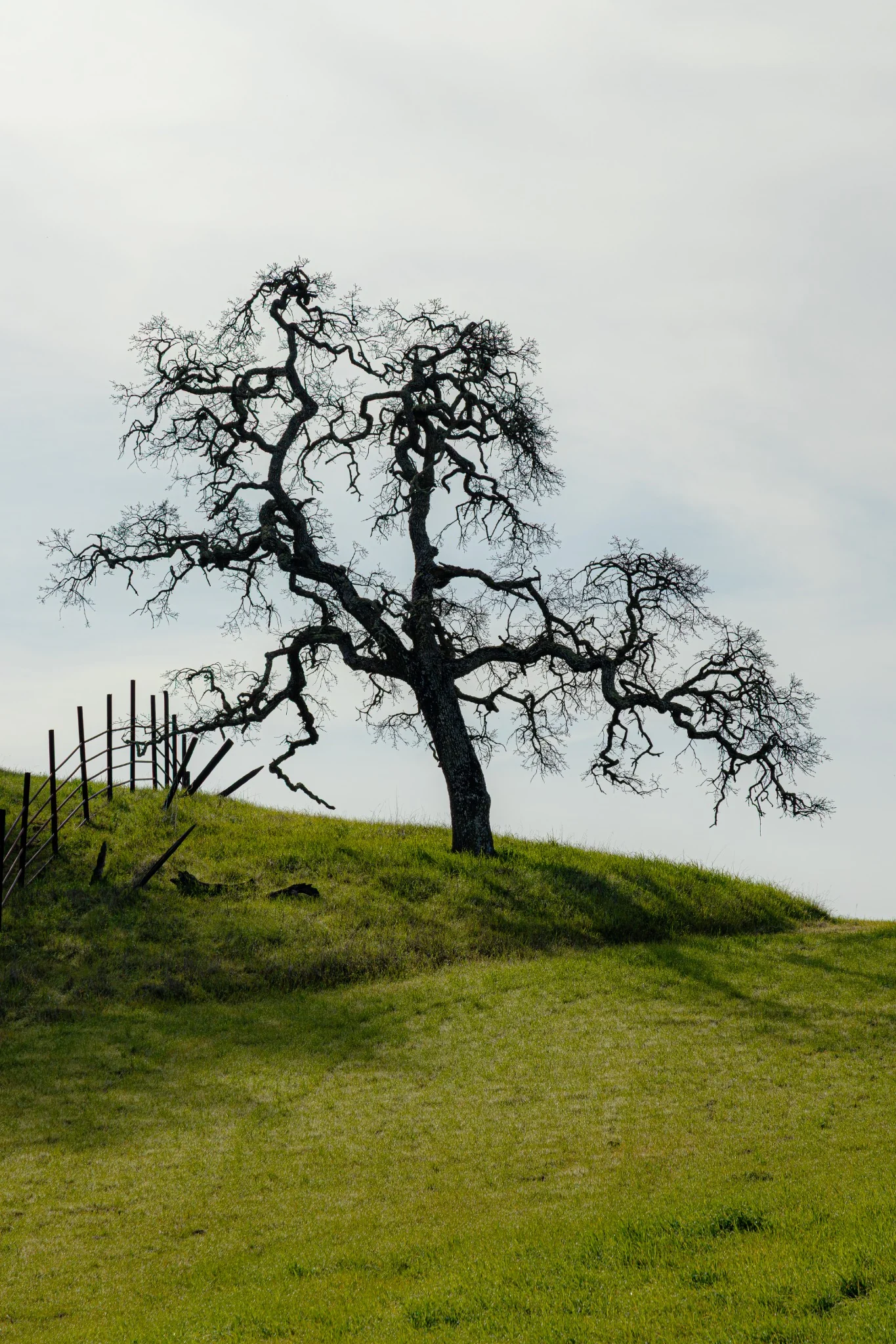 A lone oak tree silhouetted against a pale sky