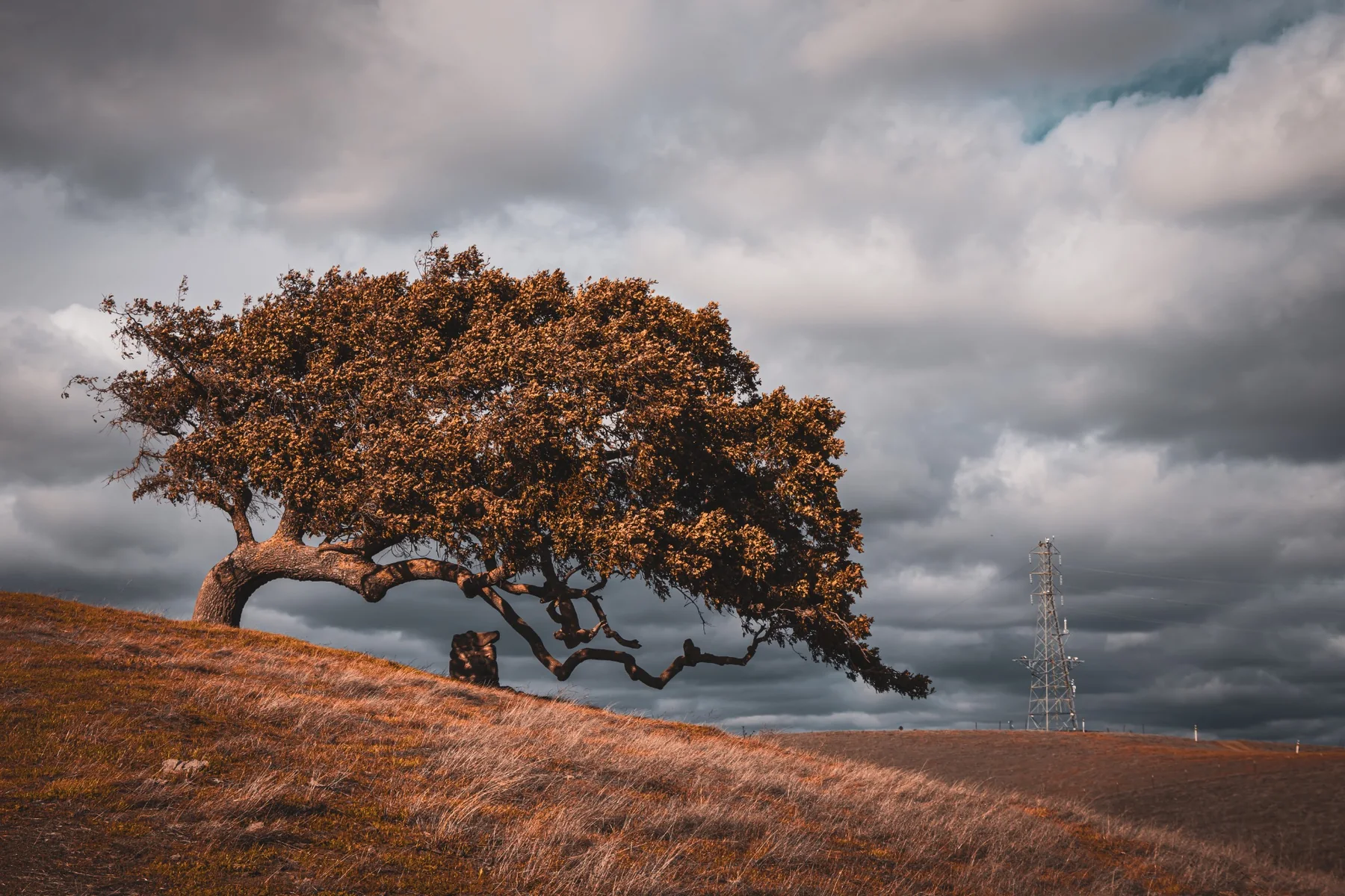 Dramatic oak tree beneath storm clouds