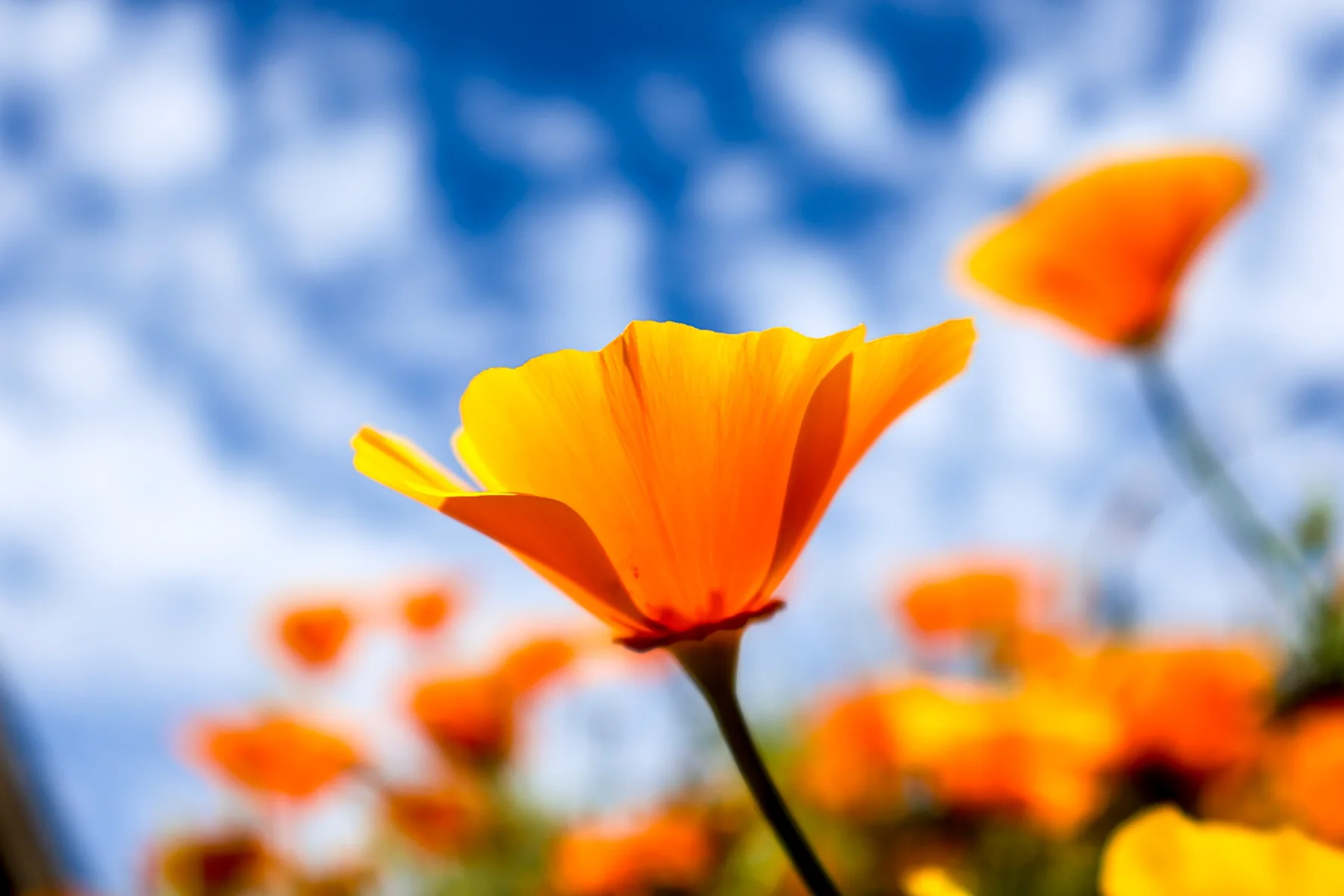 California poppy against a blue sky