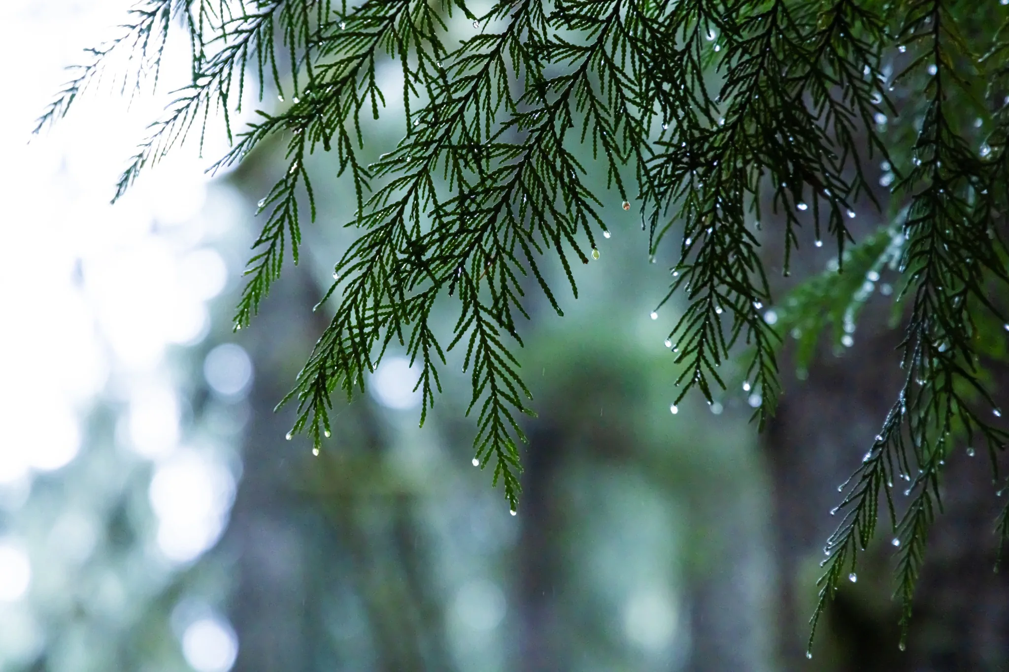 Rain on cedar