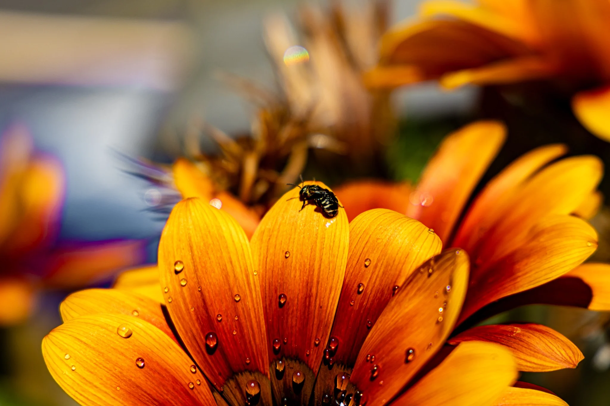 Small sweat bee resting on a water-dappled Gazania flower