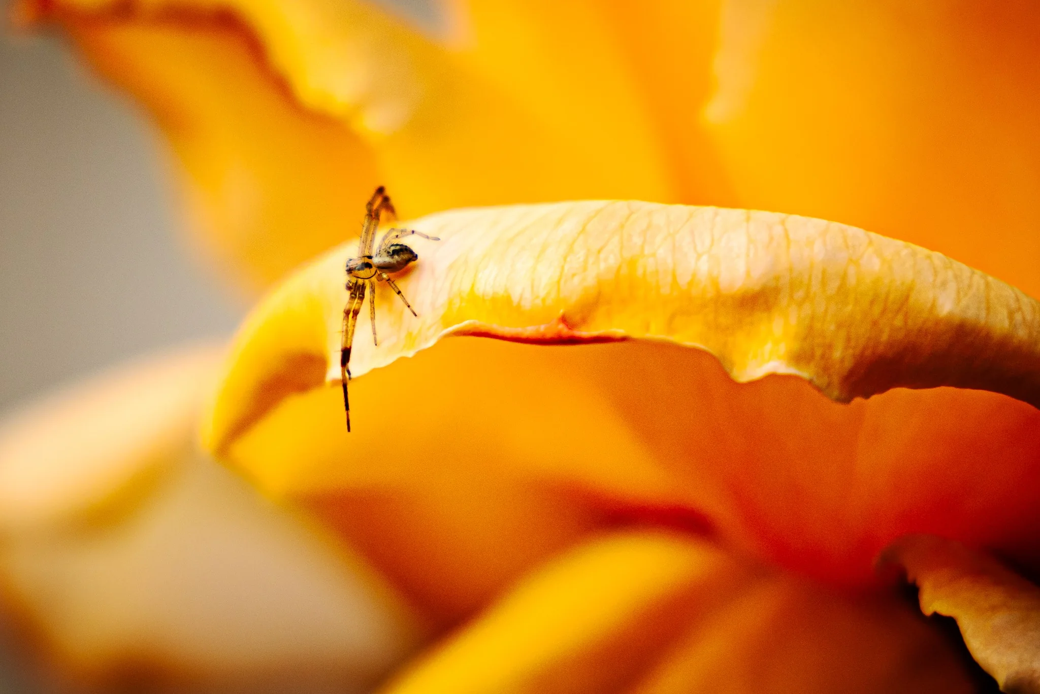 Tiny spider on flower