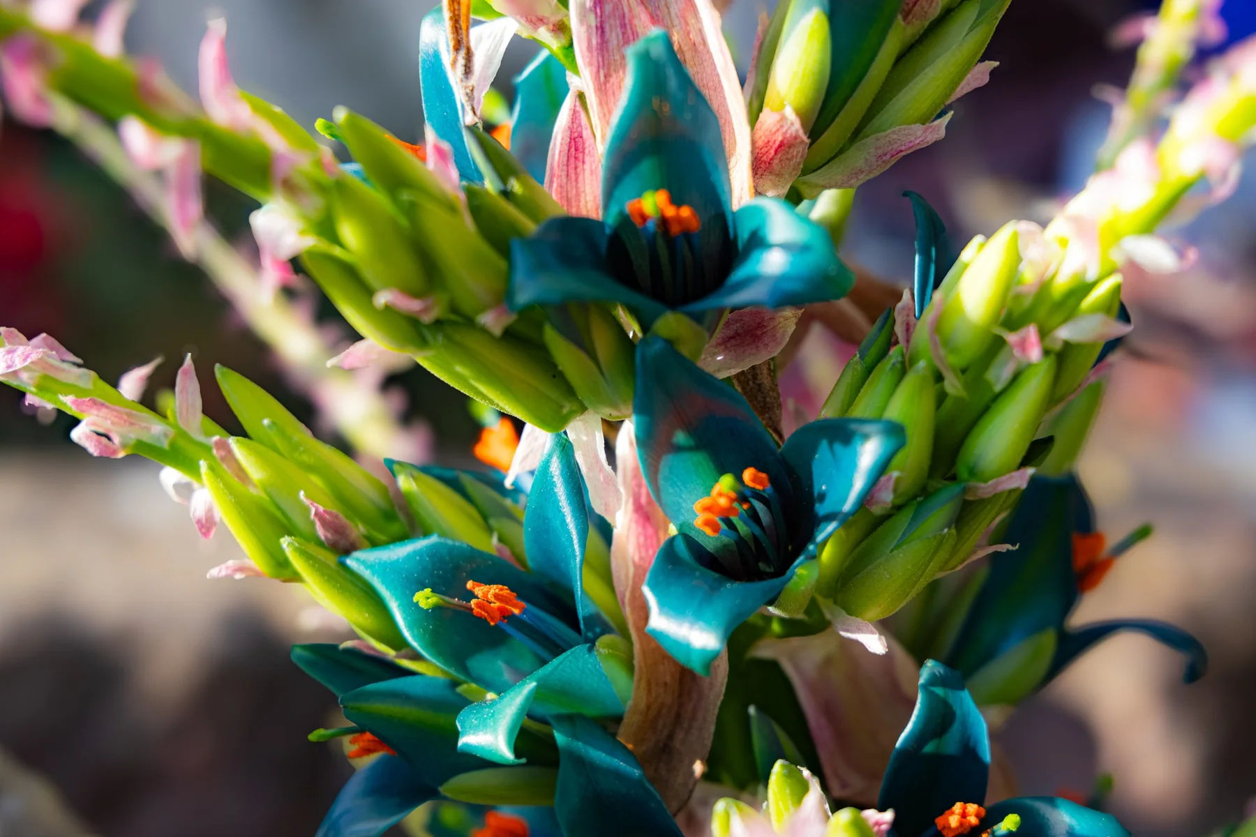 Turquoise flowers with orange stamens