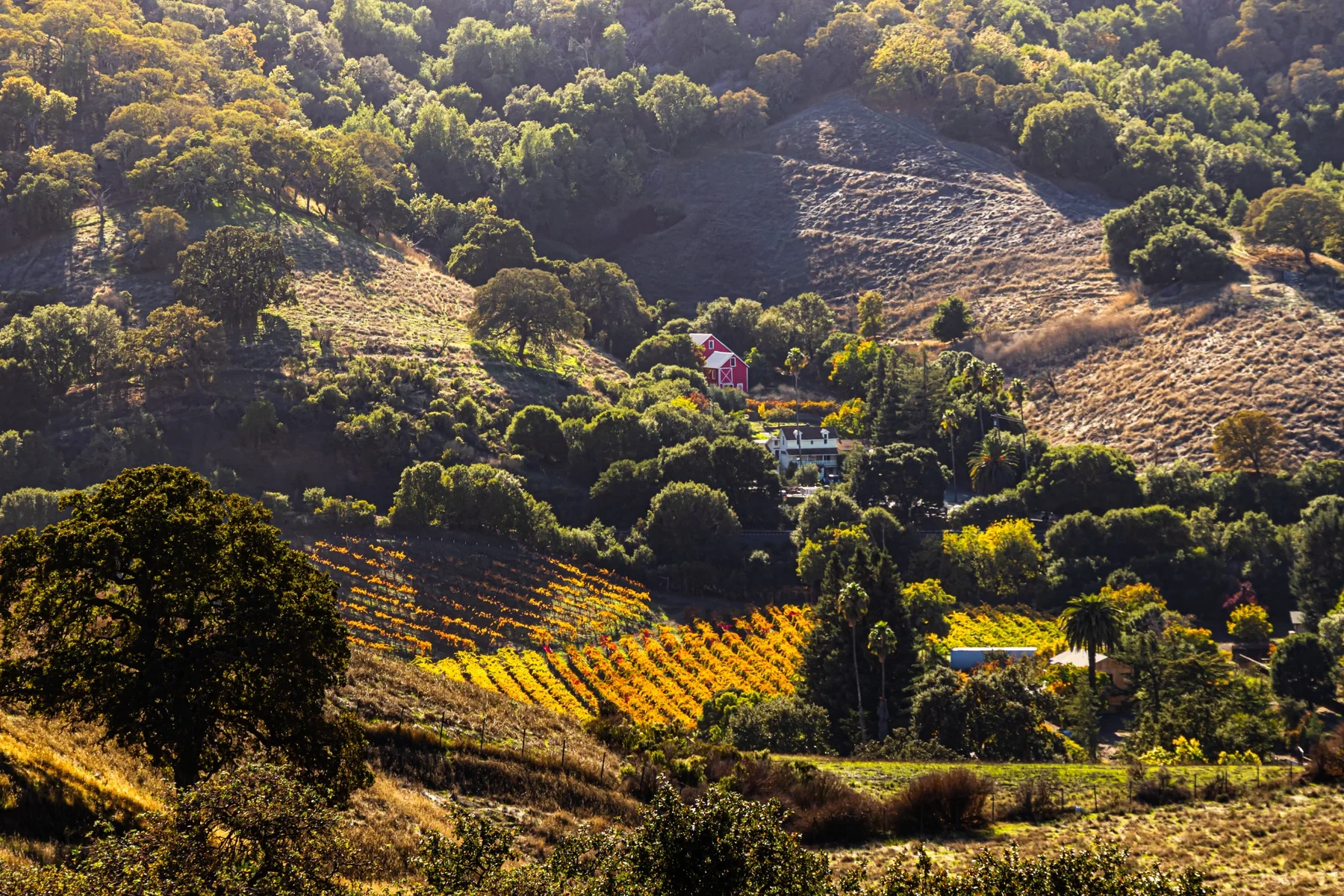 Autumn vineyard across a California valley